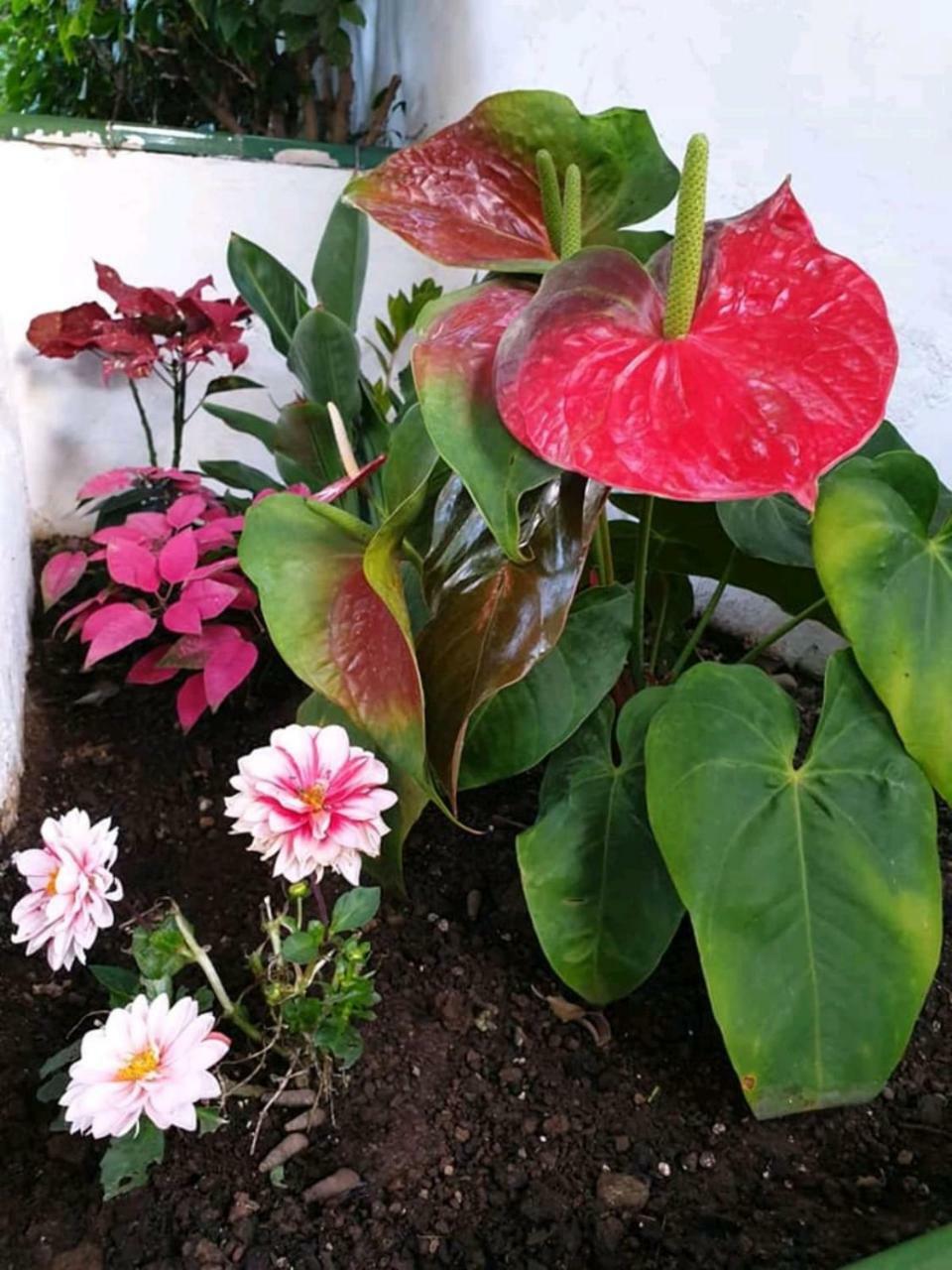 Apartamentos Florida Gran Canaria Adults Only 푸에르토리코 외부 사진